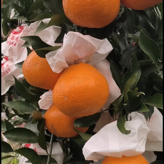 重庆市耙耙柑