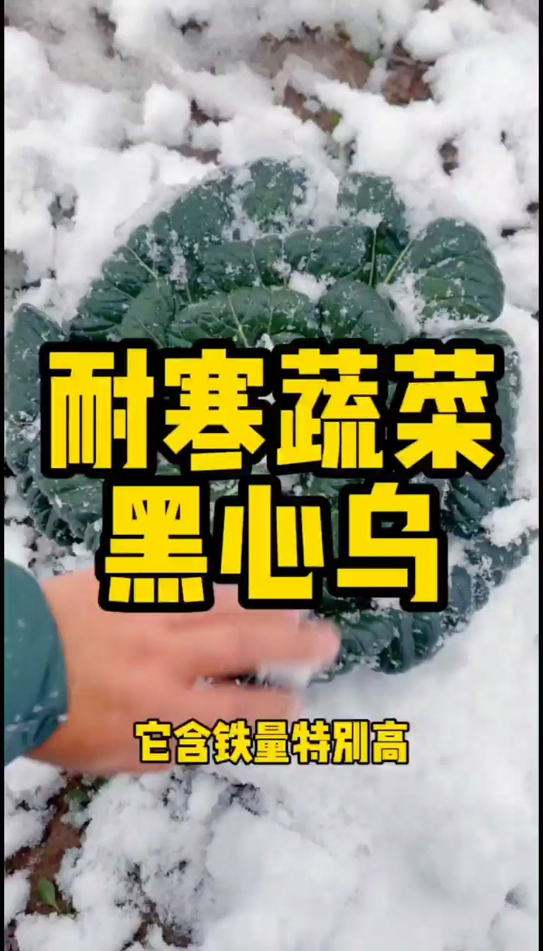 黑牡丹乌塌菜种子杂交黑心乌种子秋播耐寒越冬小白菜阳台蔬菜籽孑