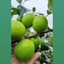 雷州市青枣，清甜可口，皮脆干净