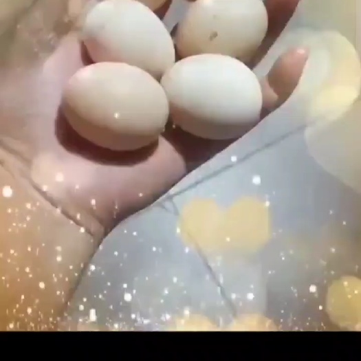 丹江口市農村土雞蛋