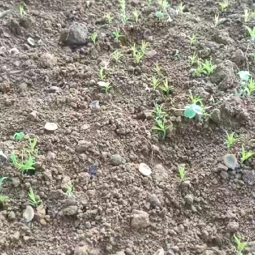 当年新毛桃芽苗