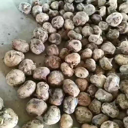 靖州县又大又甜的马蹄上市了，价格实惠好吃不贵