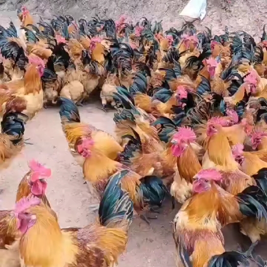 骚公鸡