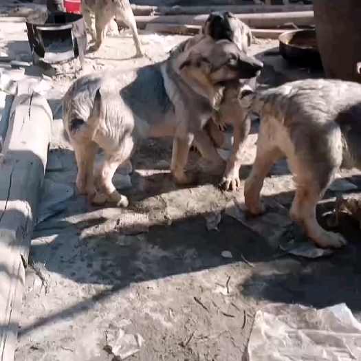 邹平市狼青犬