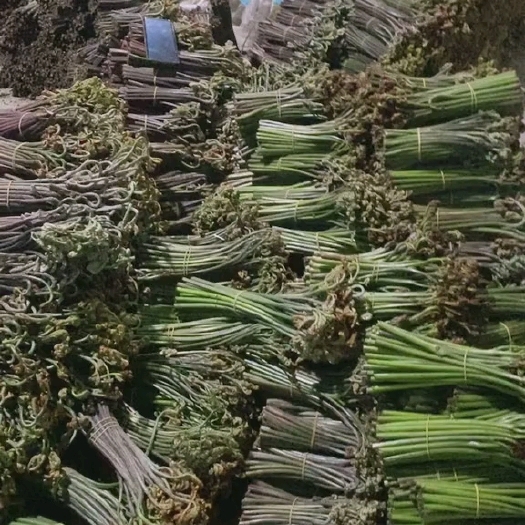长顺县蕨菜龙爪菜贵州高山蕨菜市场货加工厂