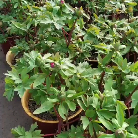 菏泽春宵牡丹，每棵十多个花苞家有牡丹，富贵平安