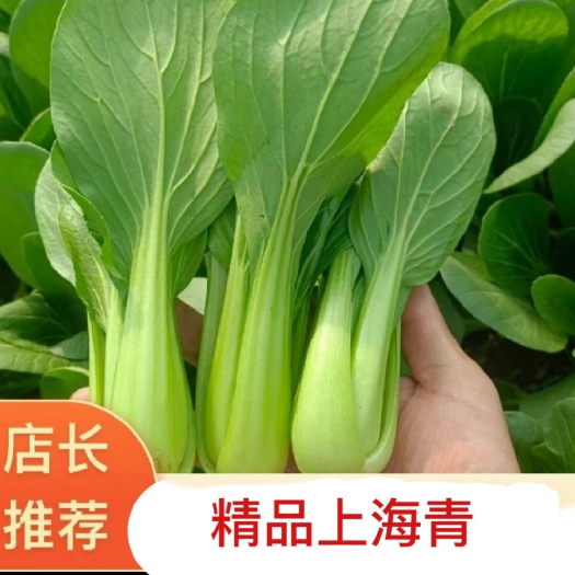 南通精品上海青，自家种植，量大 量小，都可以，没有代办赚差价