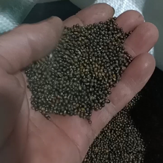 恭城县千斤拔种子