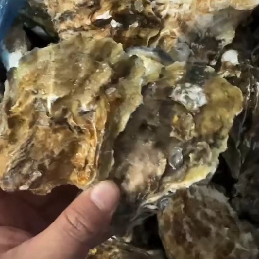乳山生蚝流通货自家养殖加工