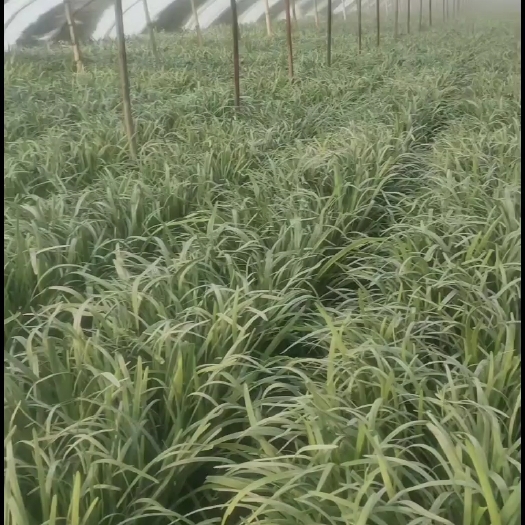 浚县韭菜种植户