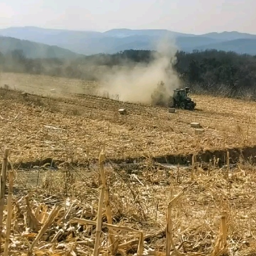 黄龙县玉米秸秆揉丝饲草