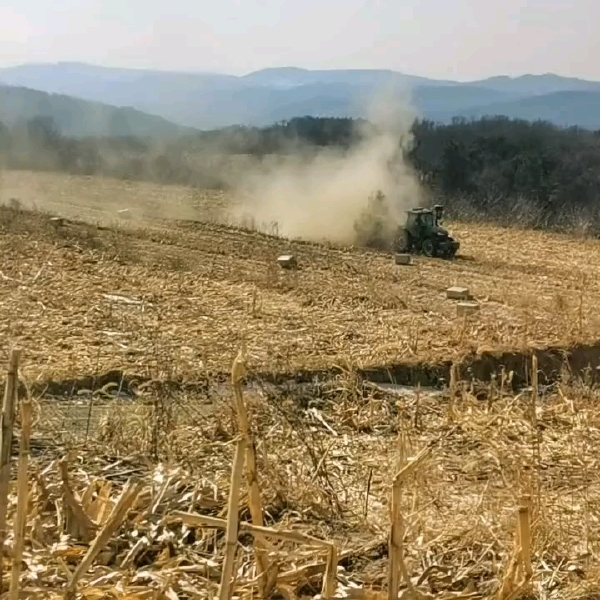 玉米秸秆揉丝饲草