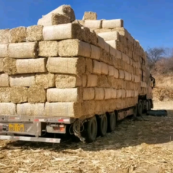 玉米秸秆揉丝饲草