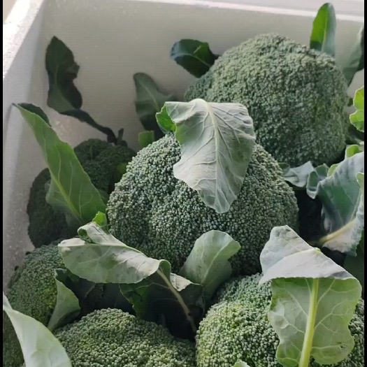 美青西兰花