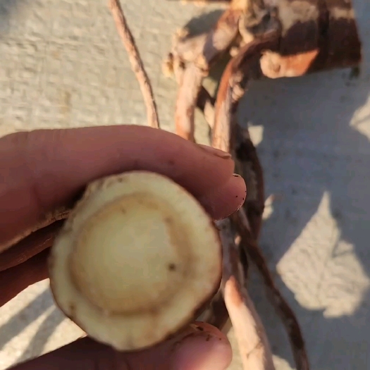 东乡县甘肃红皮甘草，生长好几年，鲜货，东西不多，需要的联系