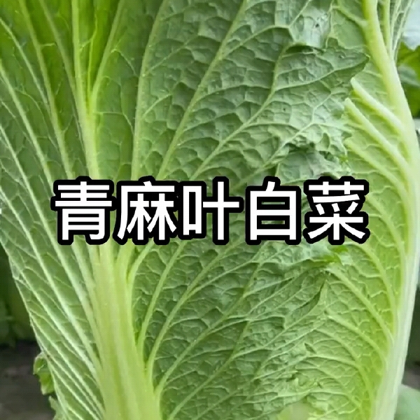 青麻叶白菜种子，高帮直筒包心，甜脆白菜，抗病，基地专用