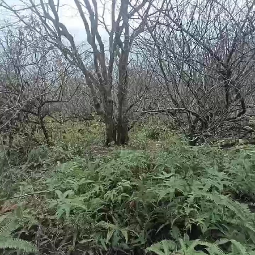 阳春市油柑树