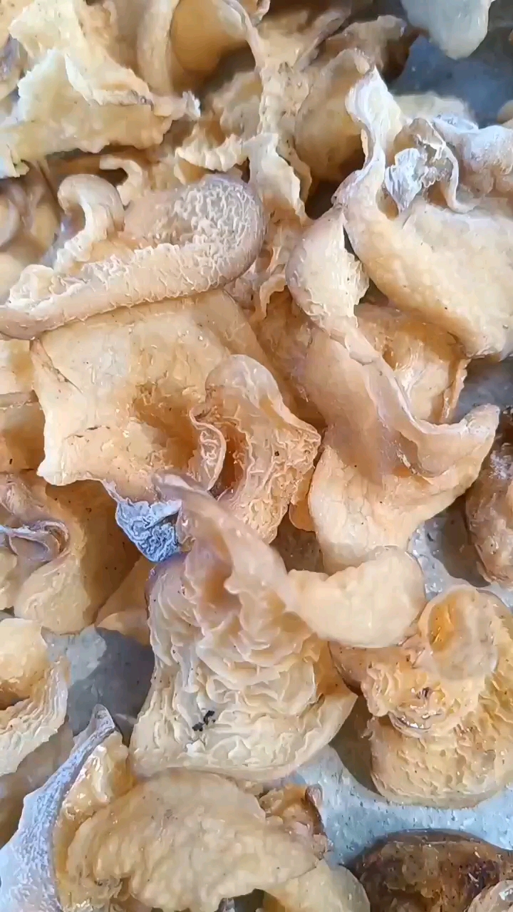 羊肚耳