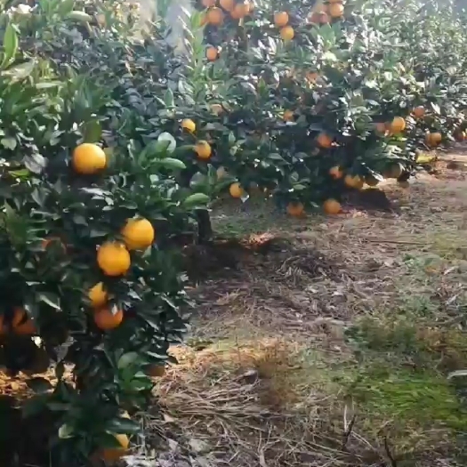 信丰县江西赣州信丰县果园出租