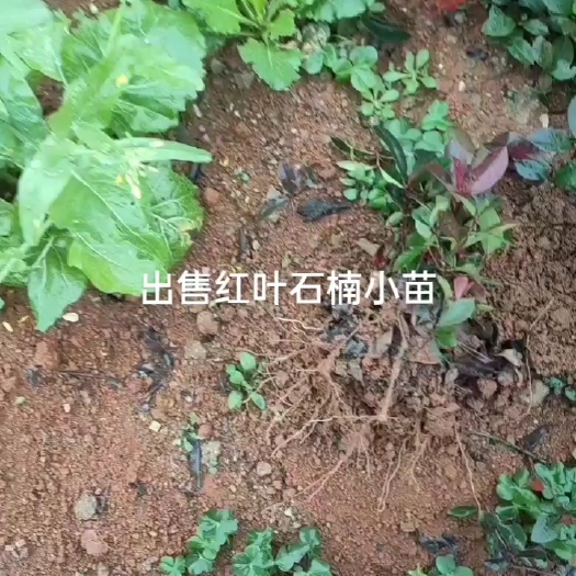 荔浦市红叶石楠