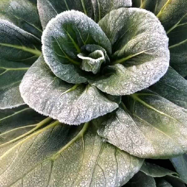 矮箕苏州青种子，不结球白菜，春秋种植，油亮黑叶，基地专用