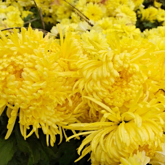 干菊花