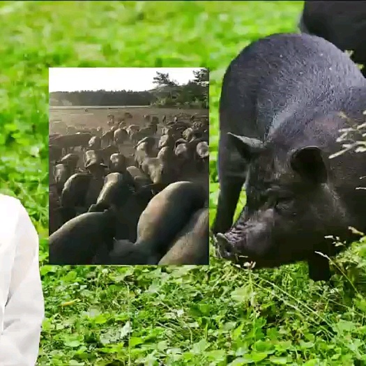 草味福品牌黑猪肉