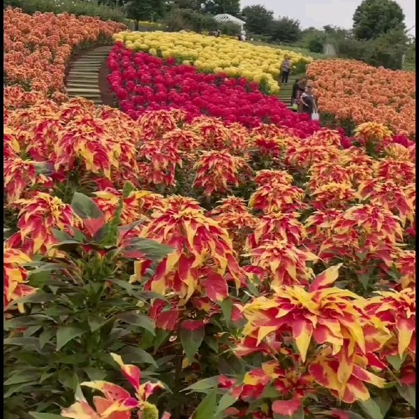 雁来红种子 观叶植物花卉品种老来少三色苋常见好种叶类观赏