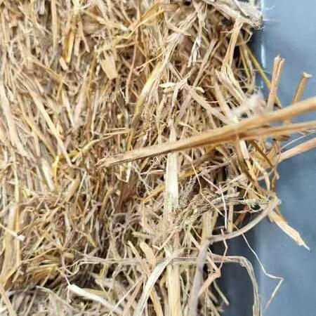 砚山县干稻草