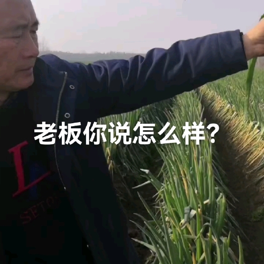 新野县基地铁杆大葱正在出货中，现挖现发，粗细分检，以老板要求为中心