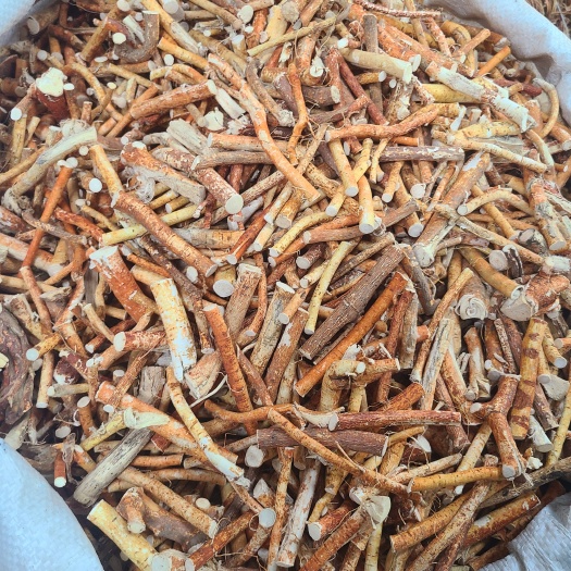 广州五指毛桃小节