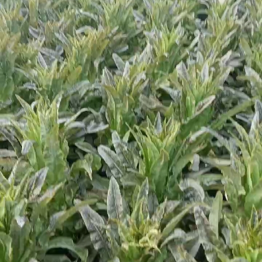 乐亭县精品莴笋