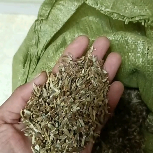 白术种子改良白术种子
