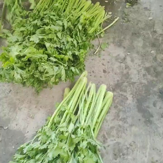 通许县大西芹   蔬菜大棚小香芹