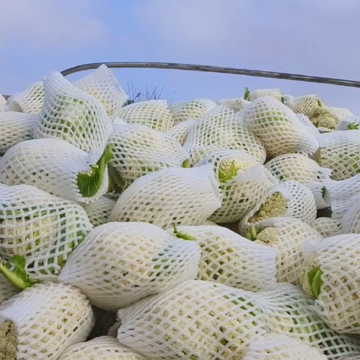 册亨县有机花菜