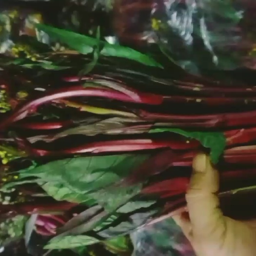 韶关红菜苔