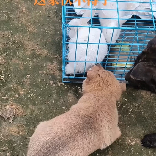 贺州猎犬