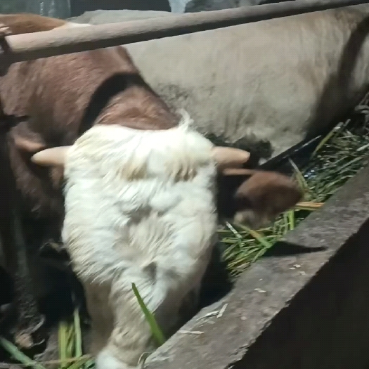 旺苍县牛，正宗肉牛