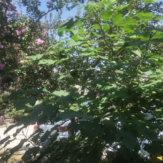 大面积河堤