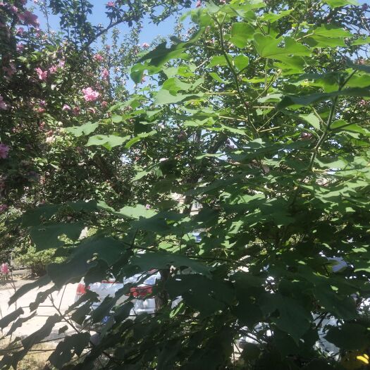 菏泽大面积河堤
