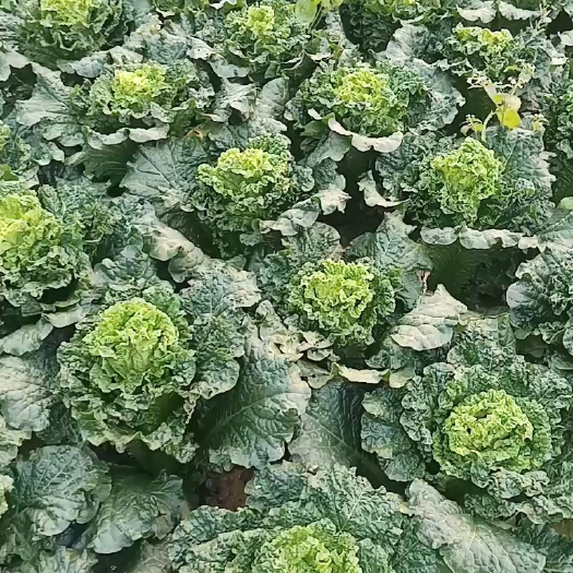 威宁县威宁大白菜