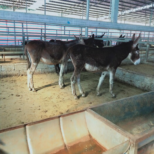 恭城县驴:种驴，肉驴长期大量供应。