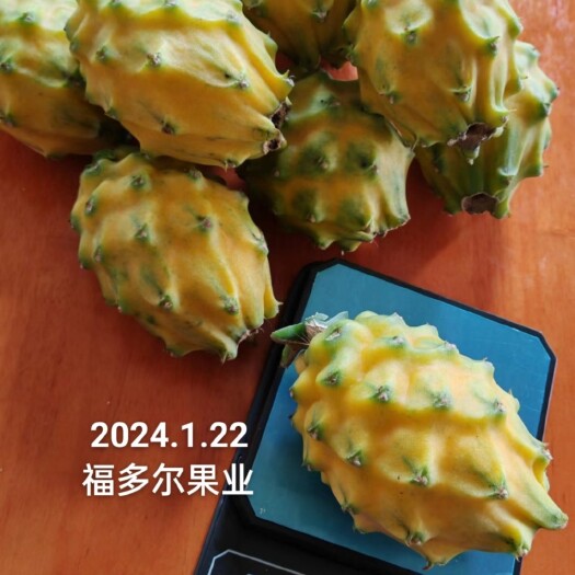 景洪市好苗出好果。