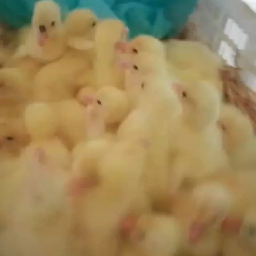 沭阳县三花鹅苗