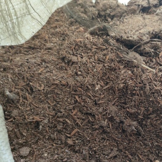 湘潭县农家肥 鸡粪 粉状  块状  有机肥