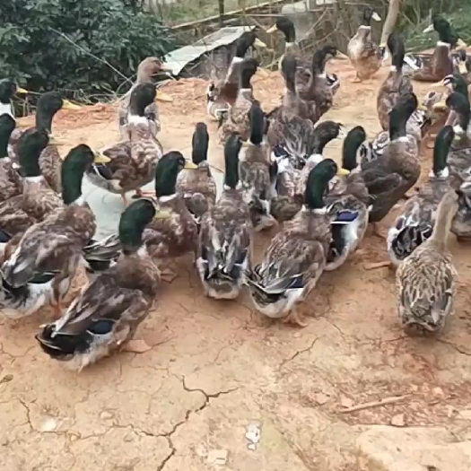 郁南县肉鸭