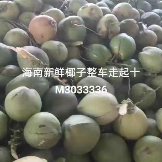 文昌市海南新鲜椰子整车走起