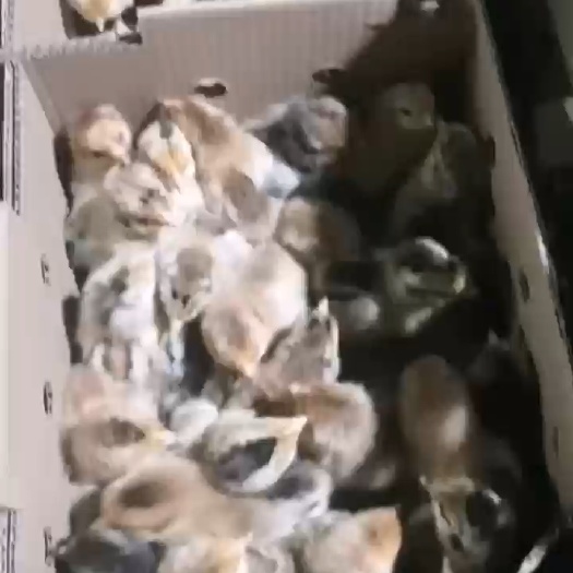 衡阳湖南衡阳孵化场，四季供应，红瑶鸡苗，质量保证，全国包邮，