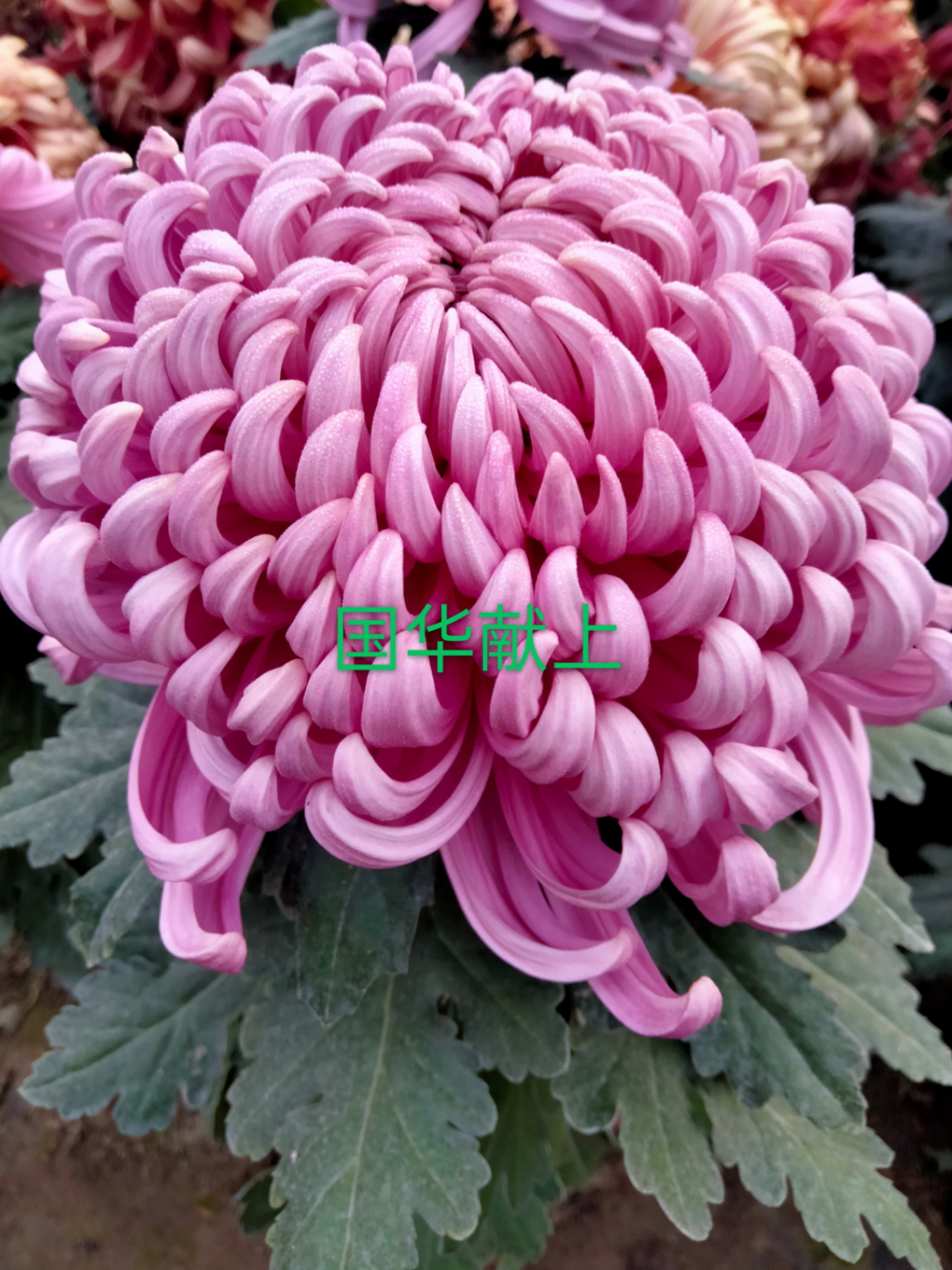 浙江海寧菊花生產(chǎn)基地