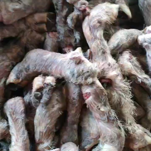 商河县中号育肥毛蹄